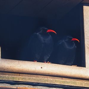 Red-billed choughs (Pyrrhocorax pyrrhocorax), 2021-02-14