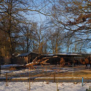 Bactrian camel paddock, 2021-02-14