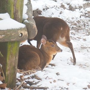 Reeves' muntjacs (Muntiacus reevesi), 2021-02-14