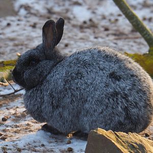 Domestic rabbit (Oryctolagus cuniculus), 2021-02-14
