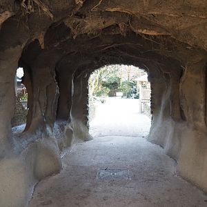 Viewing area domestic rabbit and raccoon dens, 2021-02-14