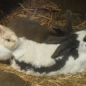 Domestic rabbits (Oryctolagus cuniculus), 2021-02-14