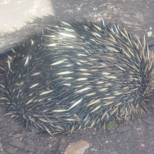 South-east Australian short-beaked echidna (Tachyglossus aculeatus aculeatus), 2021-02-14