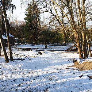 Winter view in Planckendael - Emu and Swamp wallaby paddock, 2021-02-14