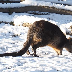 Swamp wallaby in the snow (Wallabia bicolor), 2021-02-14