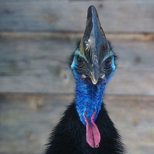 Double-wattled cassowary (Casuarius casuarius), 2021-02-14