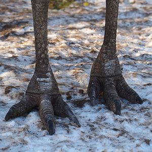 Dinosaur feet in the snow, 2021-02-14