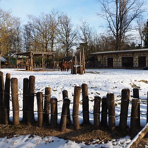Winter view in Planckendael - Ankole-Watusi cattle and Somali black-headed sheep paddock, 2021-02-14