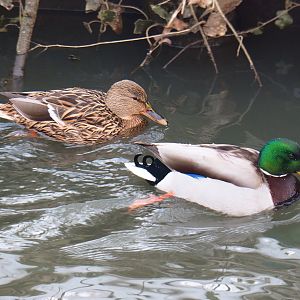 Wild Mallard pair (Anas platyrhynchos), 2021-02-14