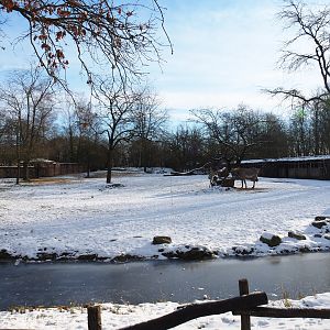 Winter view in Planckendael - Grévy's zebra paddock, 2021-02-14