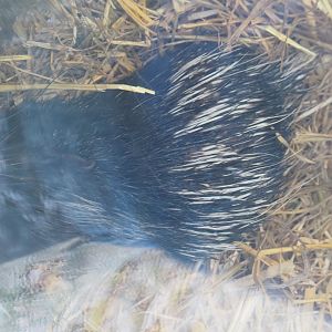 Baby Cape porcupine (Hystrix africeaustralis) - Best photo I could get, 2021-02-14