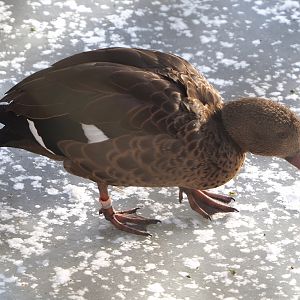 Bernier's teal (Anas bernieri) on the ice, 2021-02-14