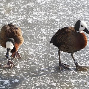White-faced whistling ducks (Dendrocygna viduata) on the ice, 2021-02-14