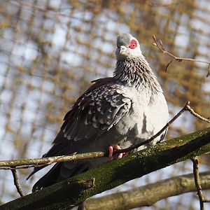 Speckled pigeon (Columba guinea), 2021-02-14