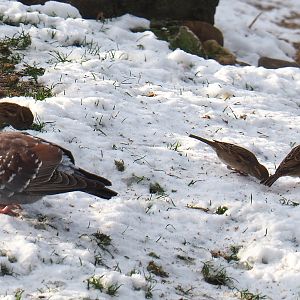 Speckled pigeon (Columba guinea) and Wild House sparrows (Passer domesticus) foraging in the snow, 2021-02-14