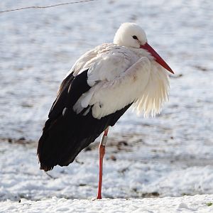 European white stork (Ciconia ciconia), 2021-02-14