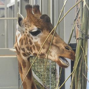 Kordofan giraffe (Giraffa camelopardalis antiquorum), 2021-02-14