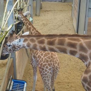Kordofan giraffes (Giraffa camelopardalis antiquorum) in indoor housing, 2021-02-14
