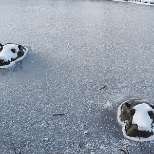 Hippopotamus heads statues in the ice, 2021-02-14