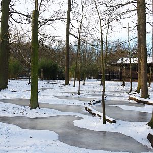 Winter view in Planckendael - Mountain bongo and Kirk's dik-dik paddock, 2021-02-14