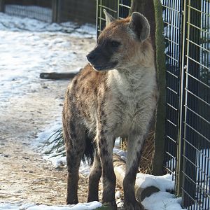 Spotted hyena (Crocuta crocuta), 2021-02-14