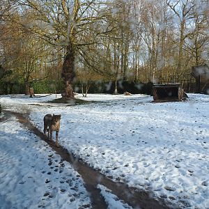 Winter view in Planckendael - Sudan cheetah exhibit, 2021-02-14