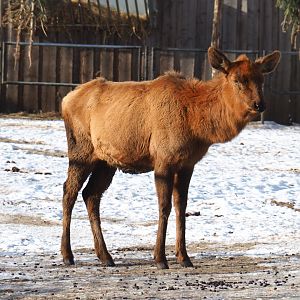 Rocky Mountain wapiti (Cervus canadensis nelsoni), 2021-02-14