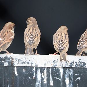 Wild House sparrows (Passer domesticus), 2021-02-14