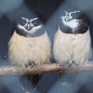 Spectacled owls (Pulsatrix perspicillata), 2021-02-14