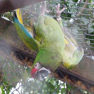 Mexican military macaw (Ara militaris mexicana), 2021-02-14