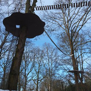 Callitrichid climbing structures in trees, 2021-02-14