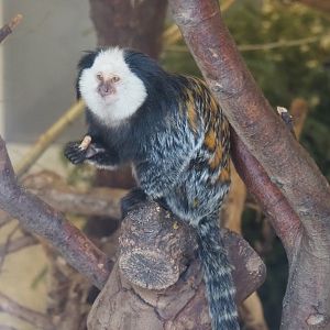 Geoffroy's tufted-ear marmoset (Callithrix geoffroyi), 2021-02-14