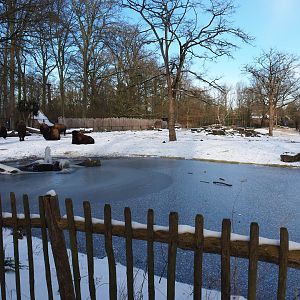 Winter view in Planckendael - American Plains bison and Rocky Mountain wapiti prairie exhibit, 2021-02-14