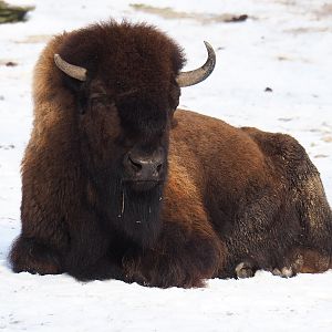 American Plains bison (Bison bison bison) in the snow, 2021-02-14