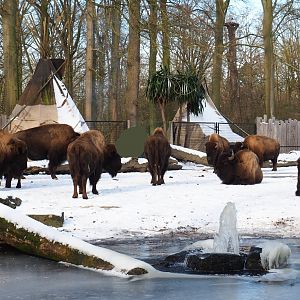 Americans Plains bisons and Native American camp, 2021-02-14
