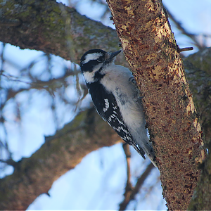 Downy Woodpecker