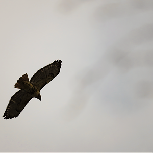 Red-tailed hawk