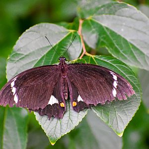 Orchard Swallowtail (Papilio aegeus)