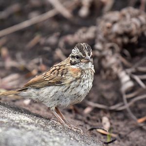 Rufous-collared Sparrow (Zonotrichia capensis)