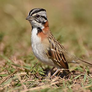 Rufous-collared Sparrow (Zonotrichia capensis)