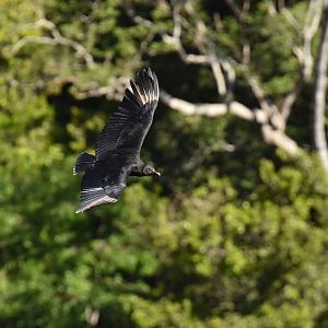 Black Vulture (Coragyps atratus)