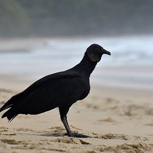 Black Vulture (Coragyps atratus)