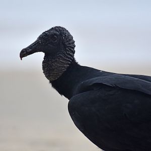 Black Vulture (Coragyps atratus)
