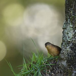 House Wren (Troglodytes aedon)