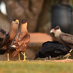 Southern Crested Caracara (Caracara plancus)