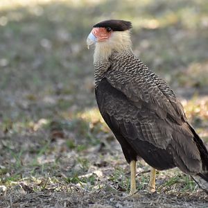 Southern Crested Caracara (Caracara plancus)