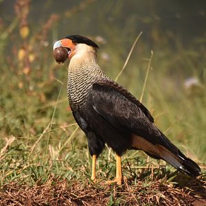 Southern Crested Caracara (Caracara plancus)