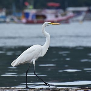 Great egret (Ardea alba)