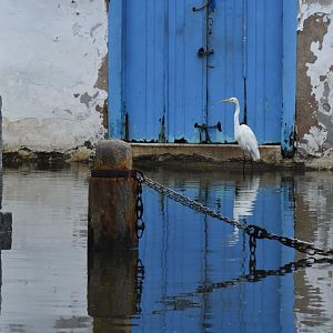 Great egret (Ardea alba)