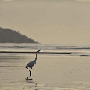 Great egret (Ardea alba)
